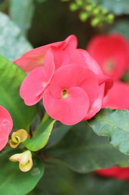 Atatürk milli doğada dikenli taç