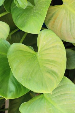 Fern doğa ile bahçede güzeldir