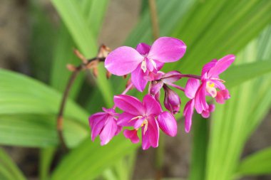 Orkide çiçek bahçede güzeldir