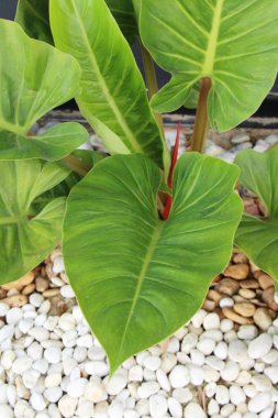 Fern doğa ile bahçede güzeldir