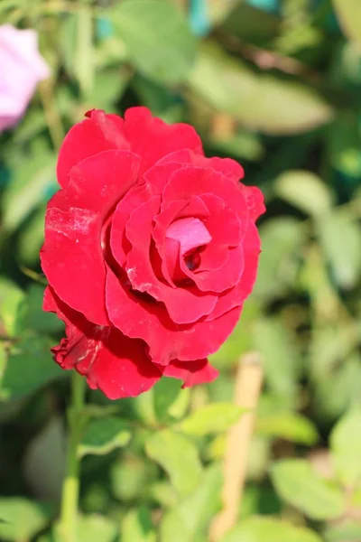 美丽的玫瑰绽放在花园里 — 图库照片