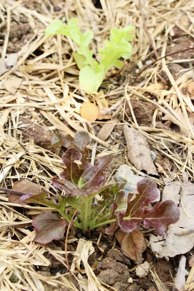 Čerstvý salát hydroponie pro zdraví v zahradě — Stock fotografie