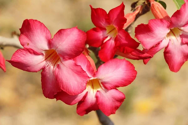 Azaleen blühen schön im Garten — Stockfoto