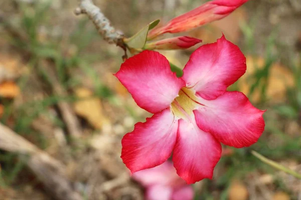 Azalea flowers is beautiful in the garden — Stock Photo, Image