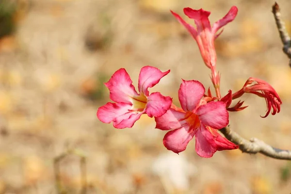 Azalea flowers is beautiful in the garden — Stock Photo, Image