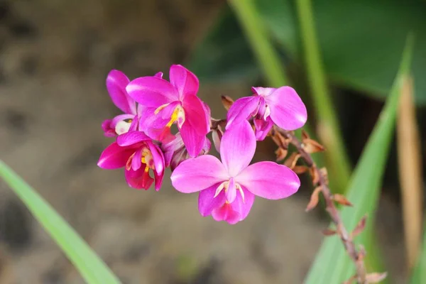 La fleur d'orchidée est belle dans le jardin — Photo