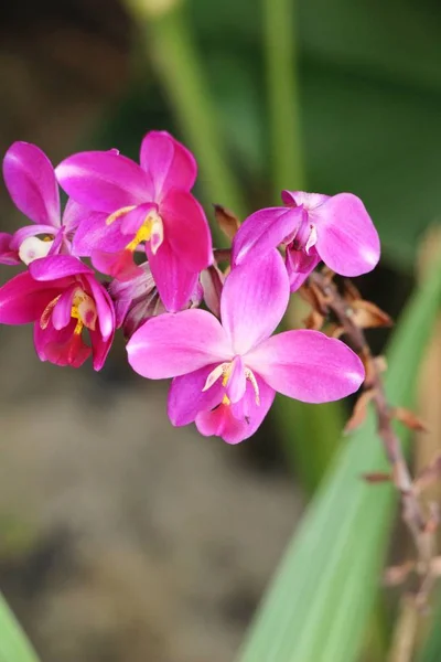 Il fiore del Orchid è bello nel giardino — Foto Stock
