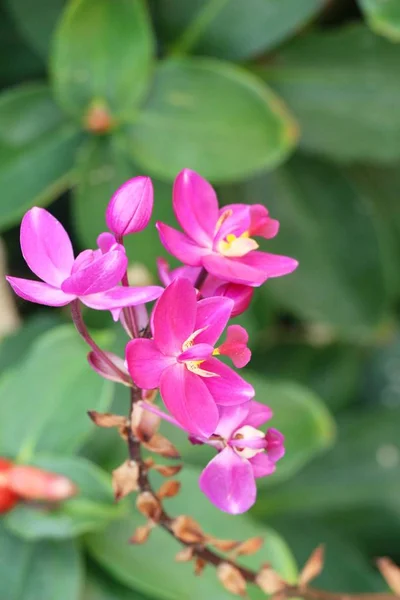 Flor de orquídea é bonita no jardim — Fotografia de Stock