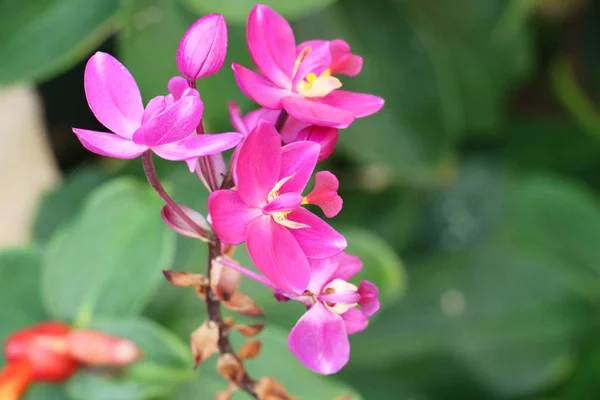 庭の蘭の花は美しい — ストック写真