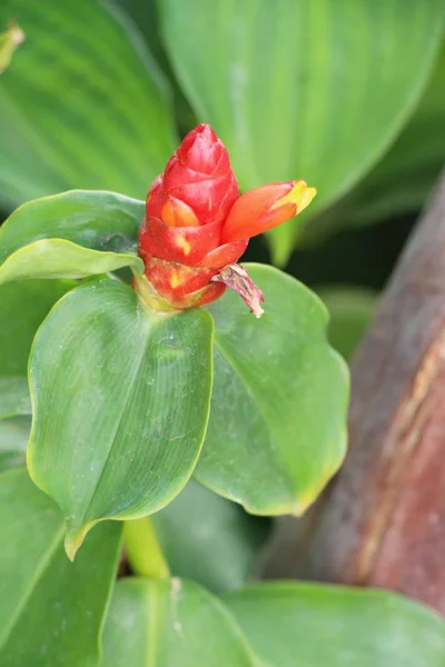 Mooie bloei kleurrijke bloemen in de tuin — Stockfoto