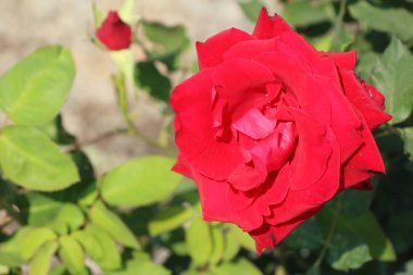 Güzel güller bahçede çiçek açan