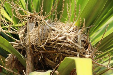 Kuş yuva ağaç doğa ile üzerinde