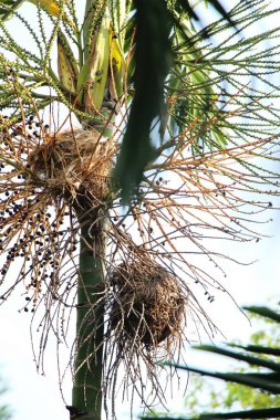 Kuş yuva ağaç doğa ile üzerinde