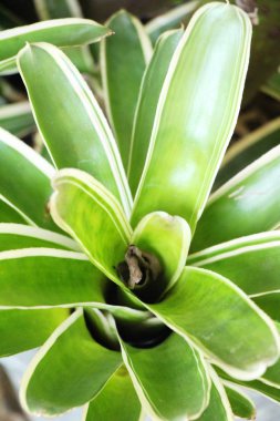 Bromeliad Çiçek bahçesinde bulunan doğa