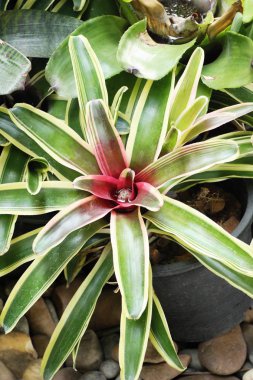 Bromeliad Çiçek bahçesinde bulunan doğa
