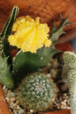 Güzel küçük tencerede kaktüs