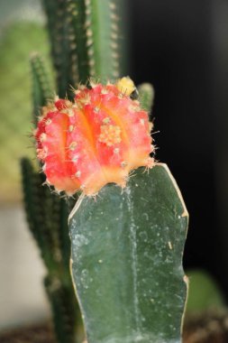 Güzel küçük tencerede kaktüs