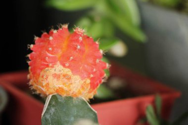 Güzel küçük tencerede kaktüs