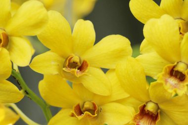 Orkide çiçek bahçede güzeldir