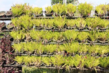 Bromeliad Çiçek bahçesinde bulunan doğa