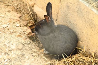 Tavşan beyaz grupta güzeldir