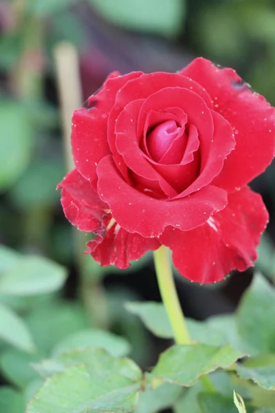 De belles roses fleurissent dans le jardin — Photo