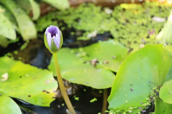 Beautiful lotus in the pond with nature — Stock Photo, Image