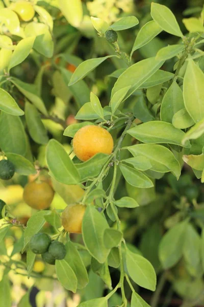 Fruta naranja madura cuelga en el tre — Foto de Stock