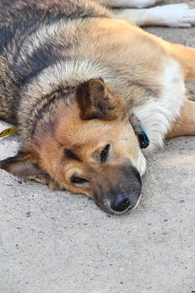 Brown perro lindo está durmiendo en el suelo — Foto de Stock