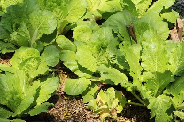 Lattuga fresca idroponica per la salute in giardino — Foto Stock