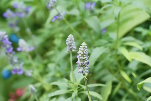 Flores de salvia roxas em belo no jardim — Fotografia de Stock