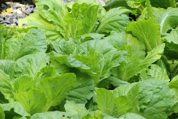 Lattuga fresca idroponica per la salute in giardino — Foto Stock