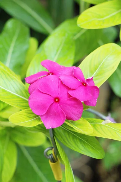 Vackra bloom färgglada blommor i trädgården — Stockfoto