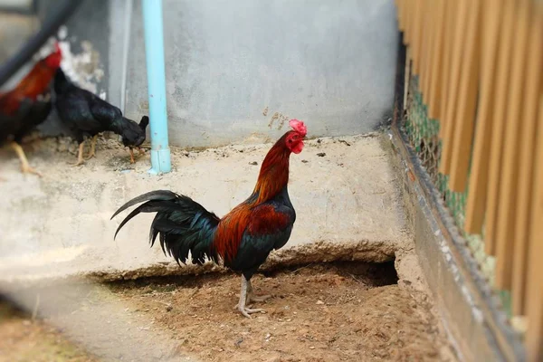 Lucha polla con la naturaleza en el jardín — Foto de Stock