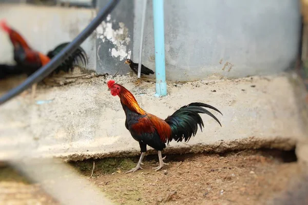 Lucha polla con la naturaleza en el jardín — Foto de Stock