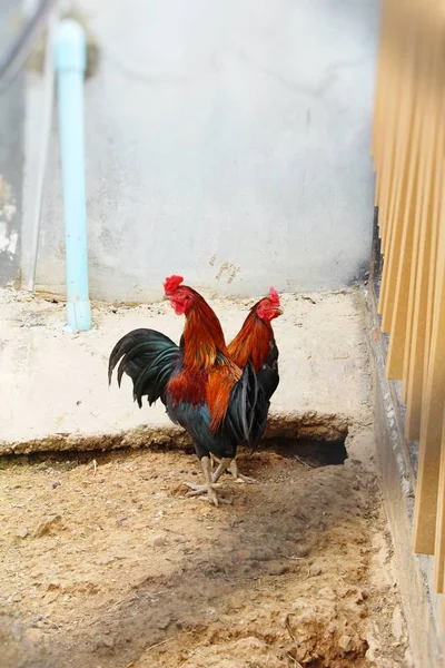 Lucha polla con la naturaleza en el jardín — Foto de Stock