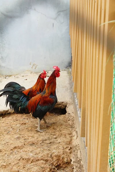 Vechten duiver met de natuur in de tuin — Stockfoto