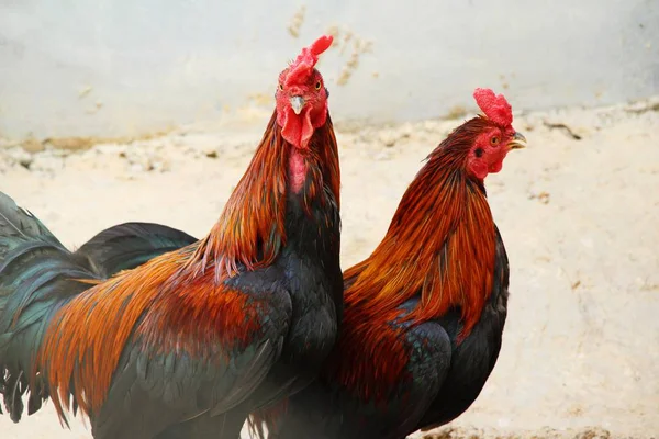 Fighting cock with the nature in garden — Stock Photo, Image