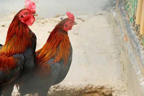 Fighting cock with the nature in garden — Stock Photo, Image