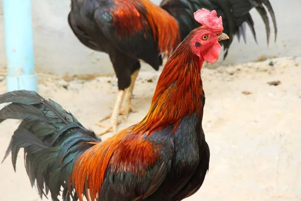 Berjuang ayam dengan alam di kebun — Stok Foto