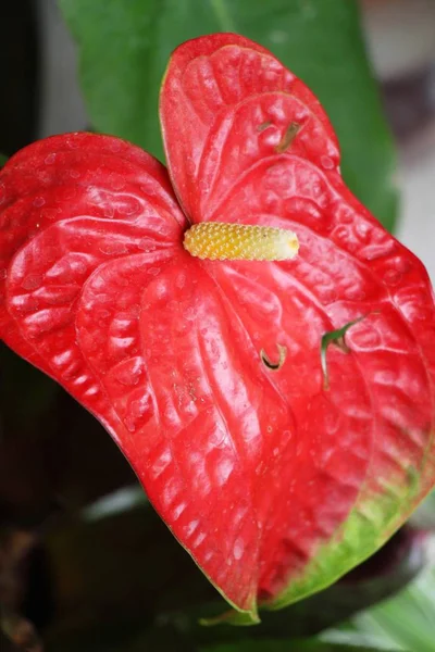 庭のフラミンゴの花は美しい — ストック写真