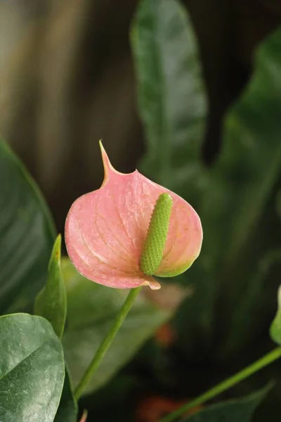 Flor de flamenco es hermoso en el jardín —  Fotos de Stock