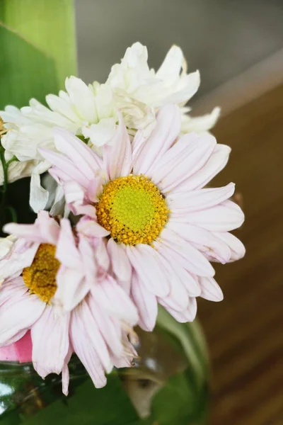 Chrysanten bloem is mooi in de tuin — Stockfoto