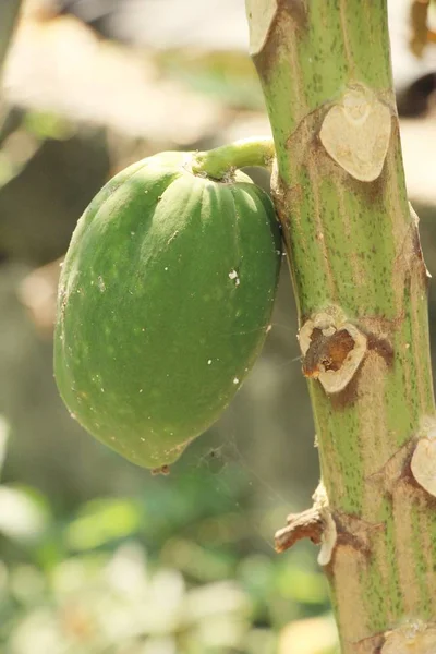 Doğa ile ağaç üzerinde asılı papaya — Stok fotoğraf