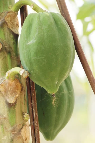 Doğa ile ağaç üzerinde asılı papaya — Stok fotoğraf