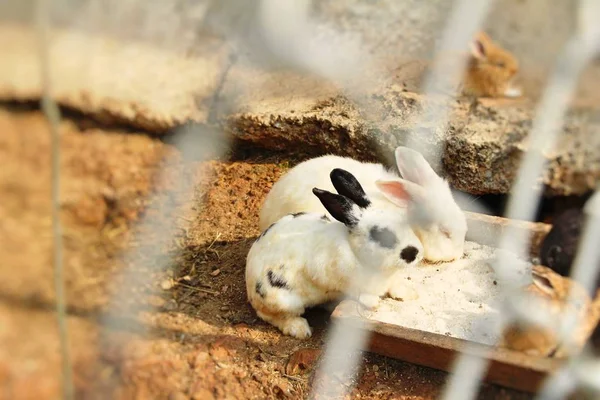 Белый кролик на ферме милый — стоковое фото