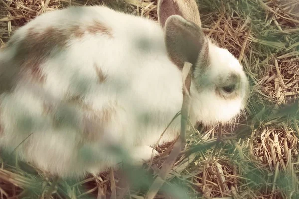 Conejo blanco es encantador en la granja — Foto de Stock