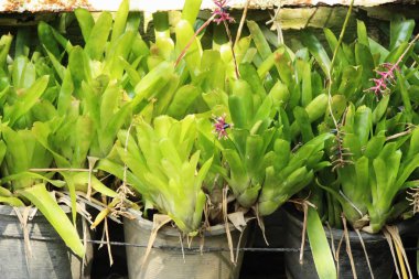 Bromeliad Çiçek bahçesinde bulunan doğa