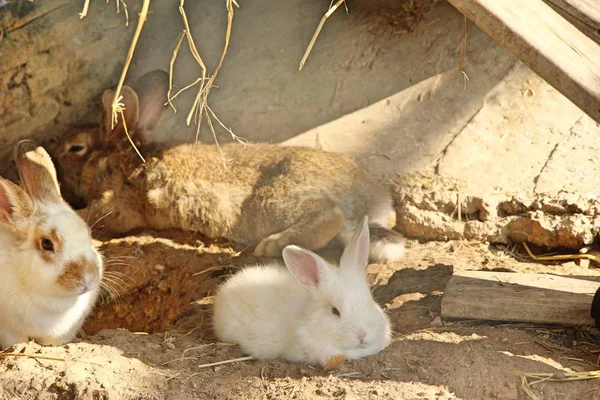 Conejo blanco es encantador en la granja — Foto de Stock