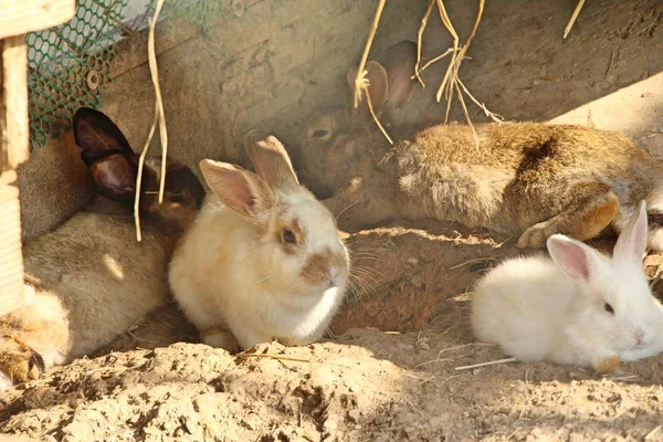 Rabbit white is lovely in the farm — Stock Photo, Image